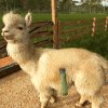 fs25ba-release_alpacashearing01