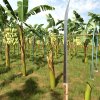 fs25ba-release_bananamachete02