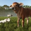 fs25ba_brahmancows