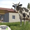 fs26-cows